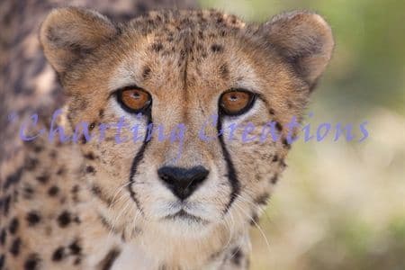 Charting Creations Cheetah Stare printed cross stitch chart